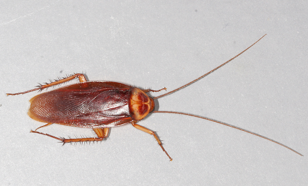 American Cockroach.jpg