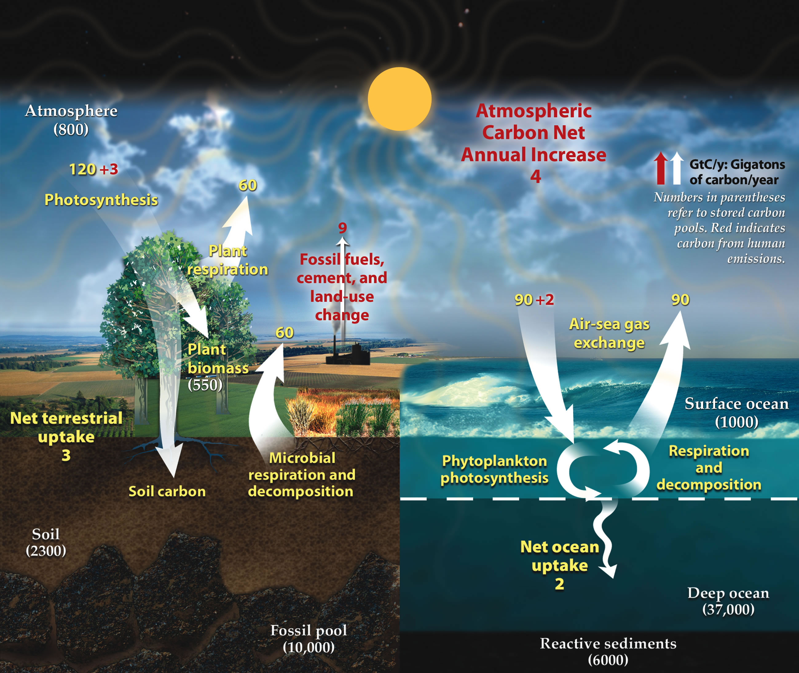 Carbon Cycle.jpg