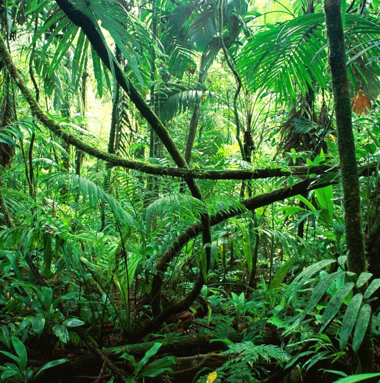 Chiapas Rainforest Crop.jpg