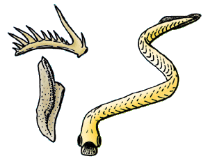 Euconodonta.gif