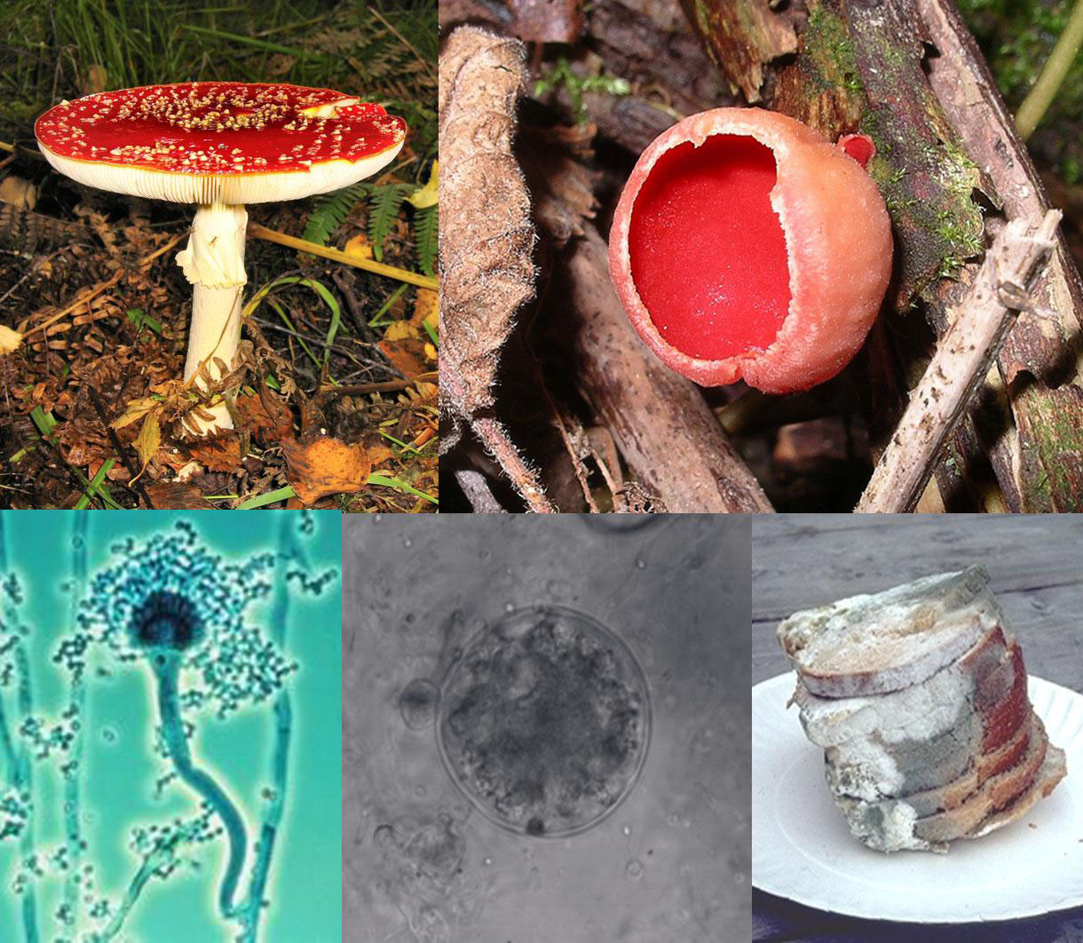 Fungi Collage.jpg