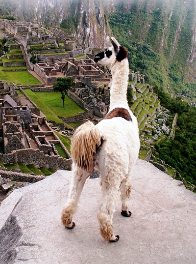 Llama2c Peru2c Machu Picchu.jpg