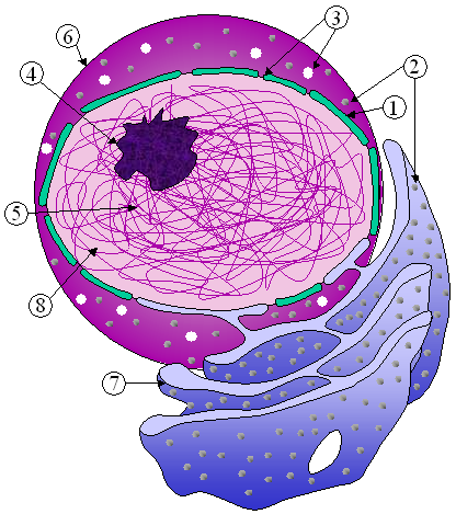 Nucleus Er.png