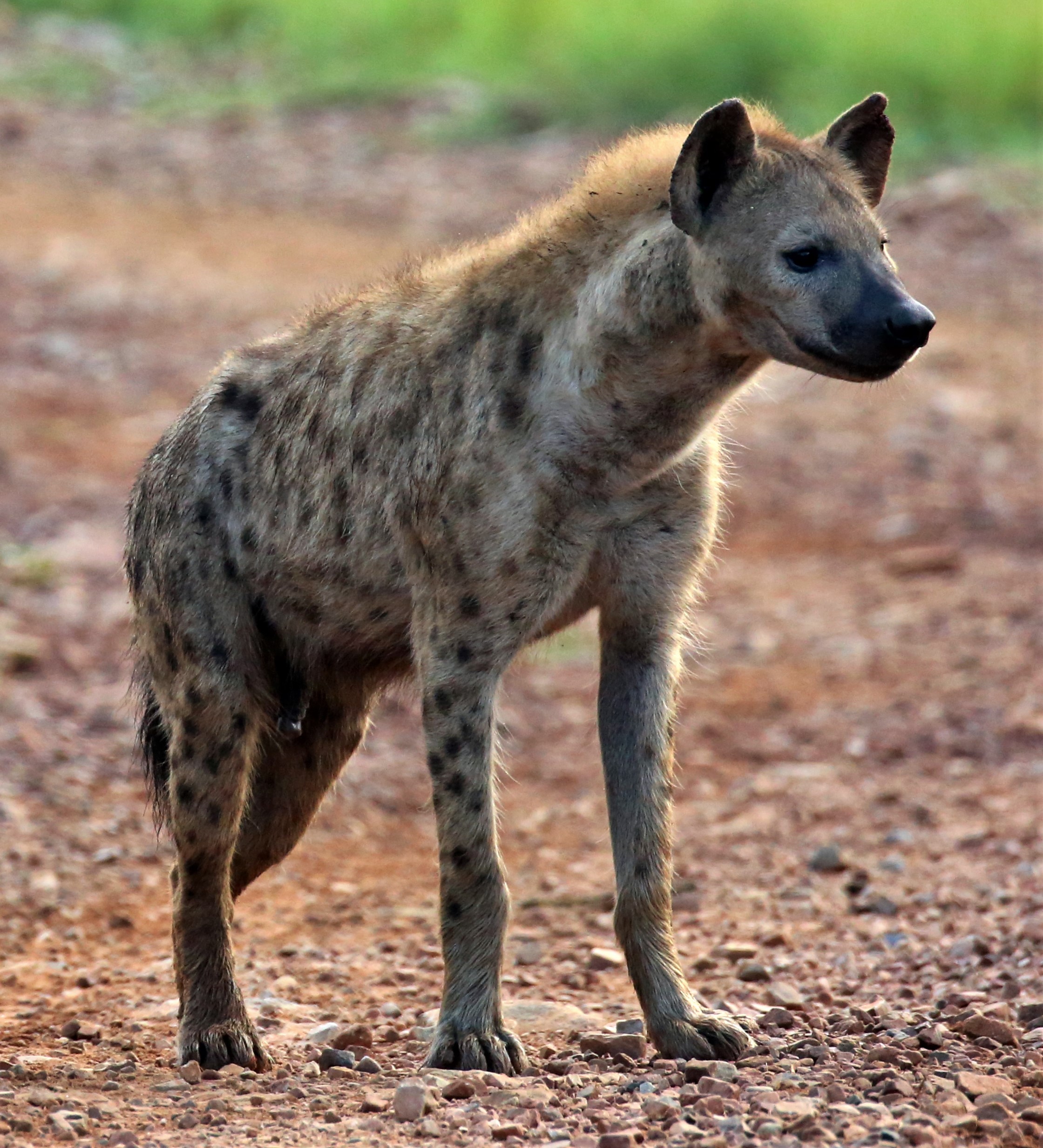 Spotted Hyena In Madikwe Game Reserve.jpg