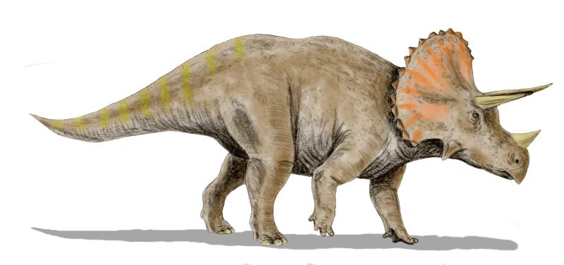 Triceratops Bw.jpg